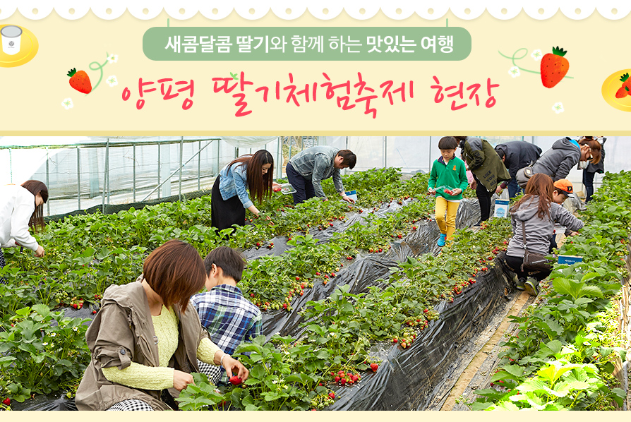 새콤달콤 딸기와 함께 하는 맛있는 여행 양평 딸기체험축제 현장 양평 딸기체험축제 현장